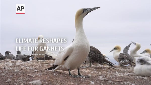 Climate reshapes life for gannets on Quebec Isle
