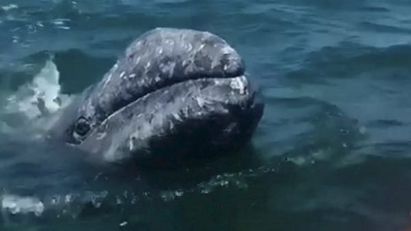 Whale calf swims up to a boat to say 'hello'