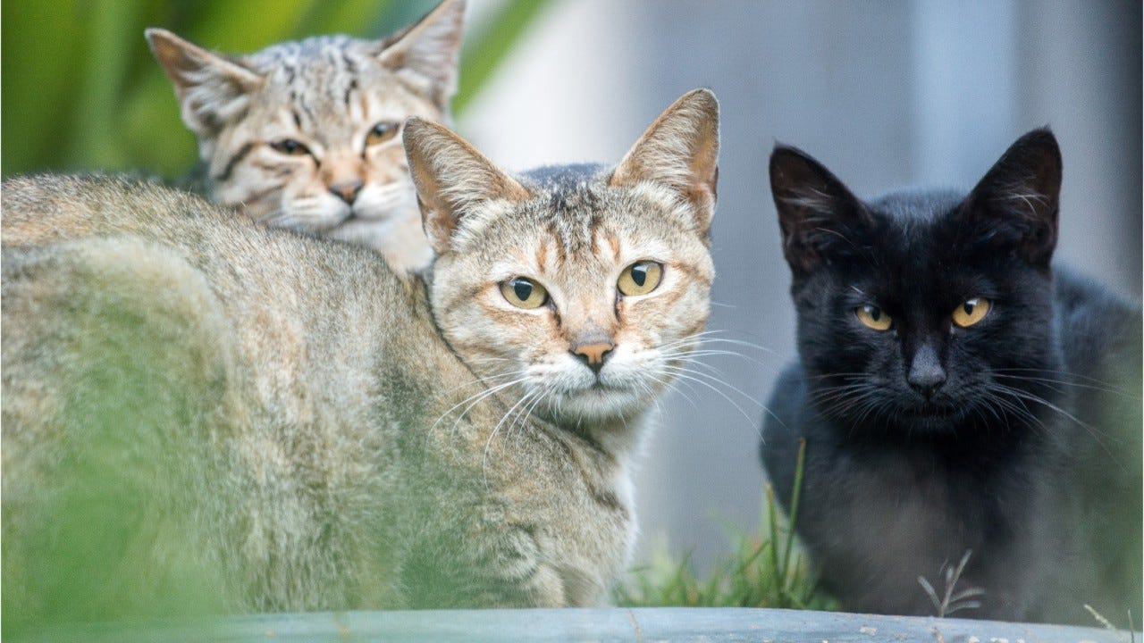 Marion County, Florida workers respond when possible rabies cases hit Marion County, Florida workers respond when possible rabies cases hit