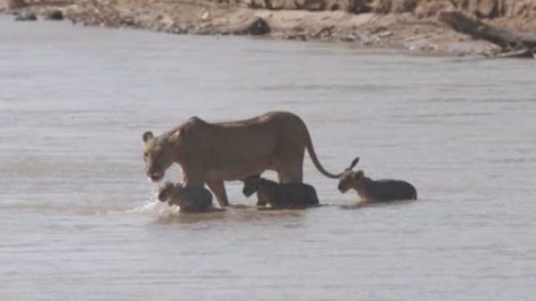 Lioness and her cubs cross croc-infested waters