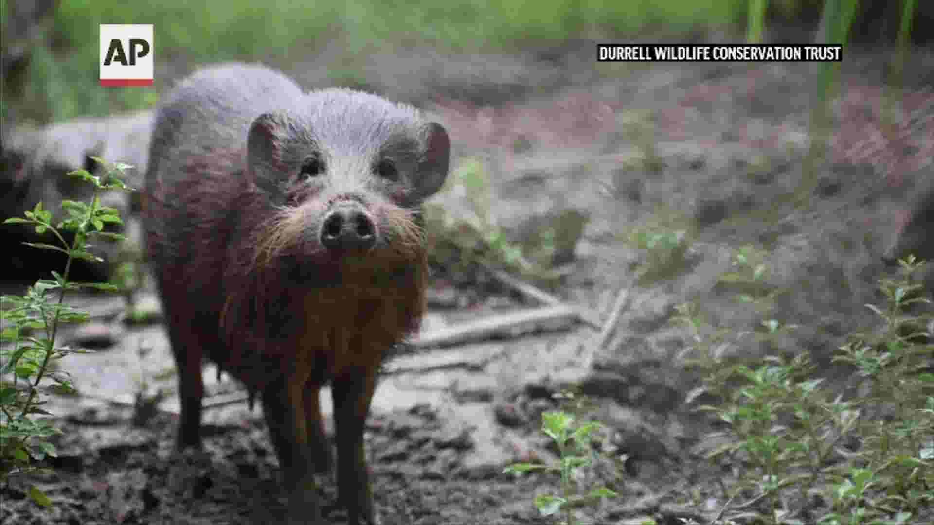 Virus lockdown for world's rarest wild pigs thumbnail