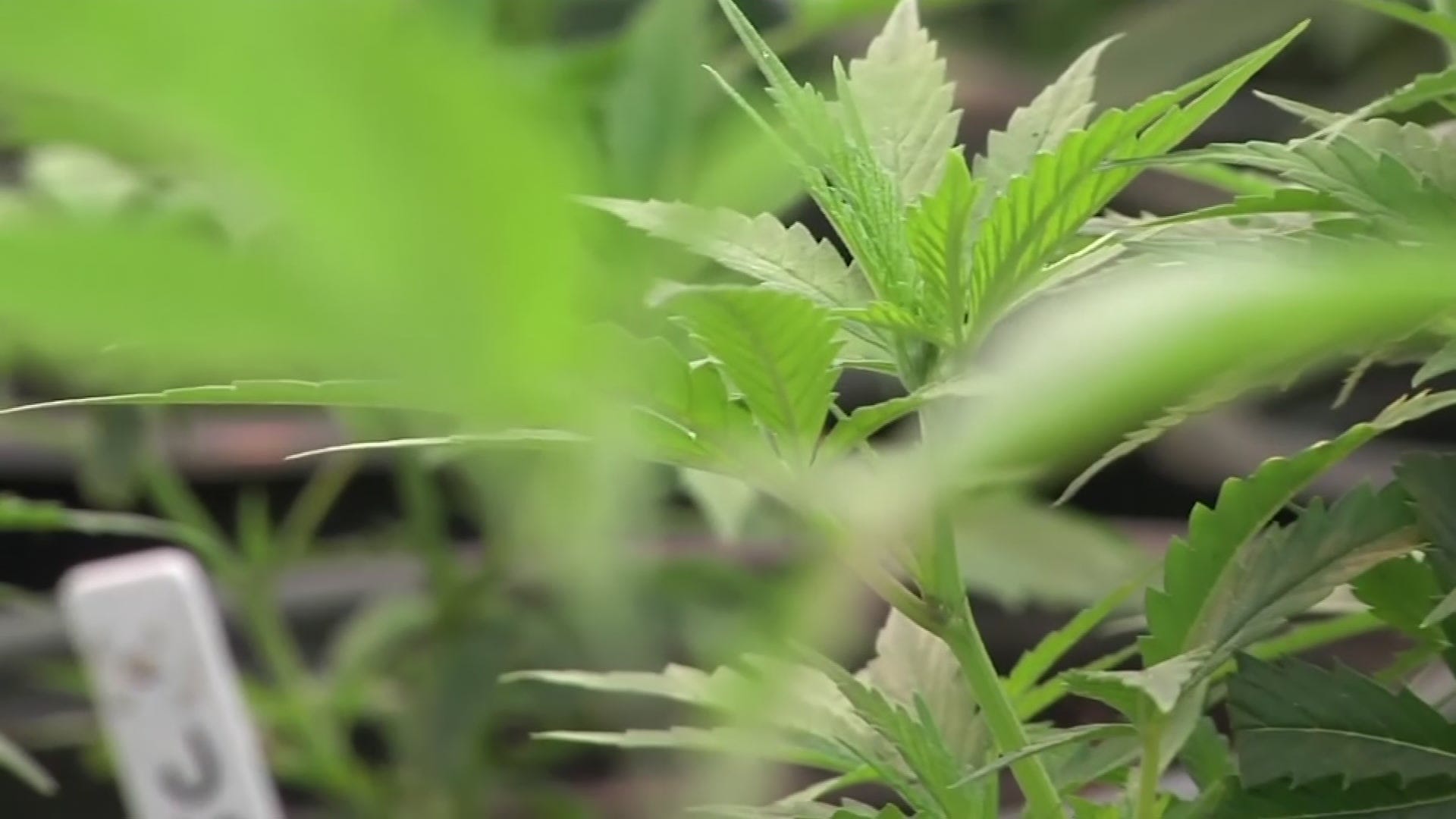 Medical Pot Shrinks With Legalization - 
