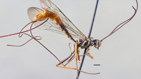 New gigantic wasps are the stuff of nightmares