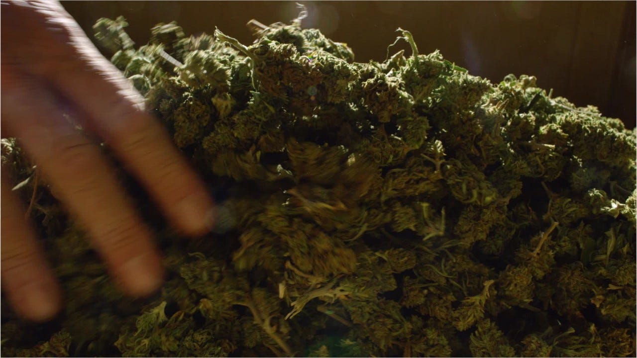 Marijuana Civil Citation Program Asked To Hold Off By Fort Pierce Police Marijuana Civil Citation Program Asked To Hold Off By Fort Pierce Police