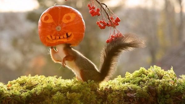 These squirrels get into the Halloween spirit