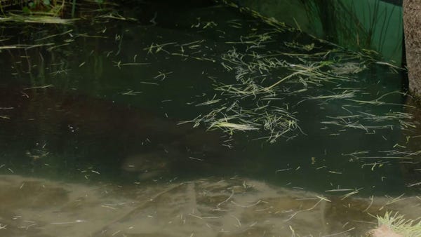 Baby pygmy hippo makes a splash at San Diego Zoo