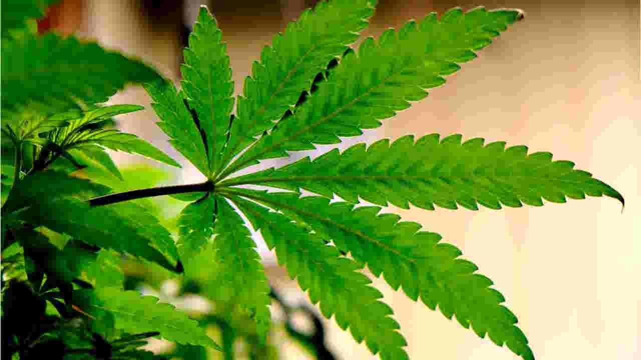 Medical Marijuana News - Baltimore Sun
