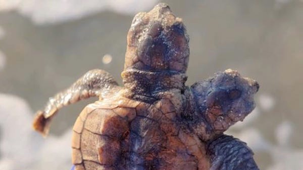 Rare two-headed turtle found in South Carolina