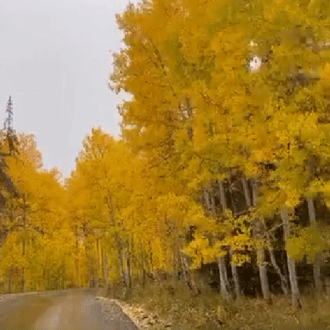 Leaves take on beautiful fall colors at Utah Canyo