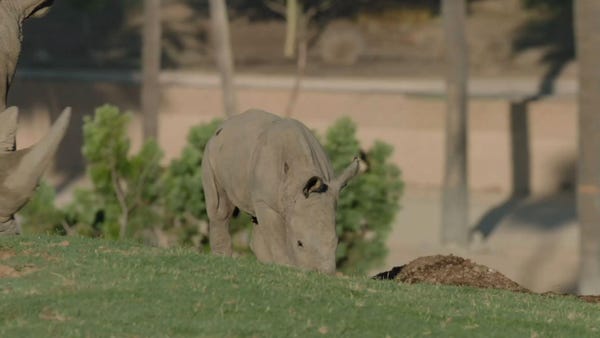 Southern white rhino calf born at San Diego Zoo