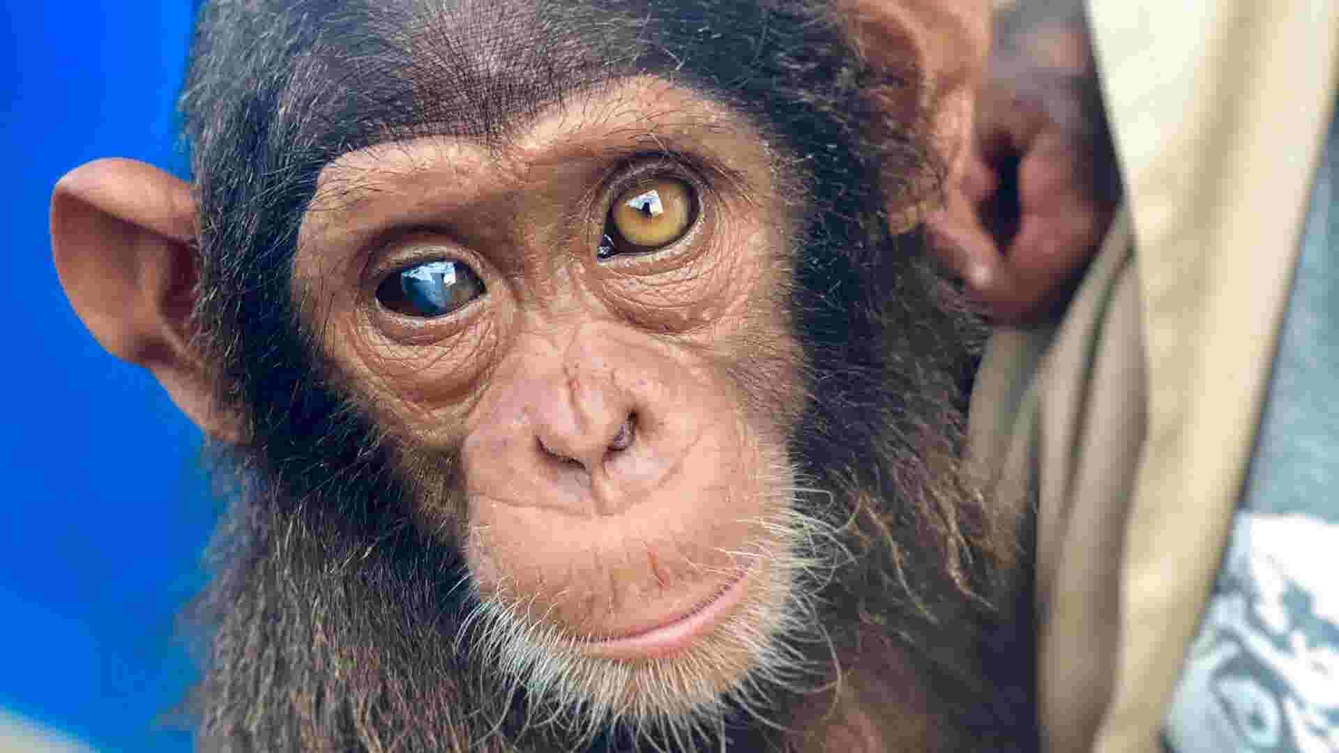 Why This Rescued Chimps Eyes Are Two Colors 
