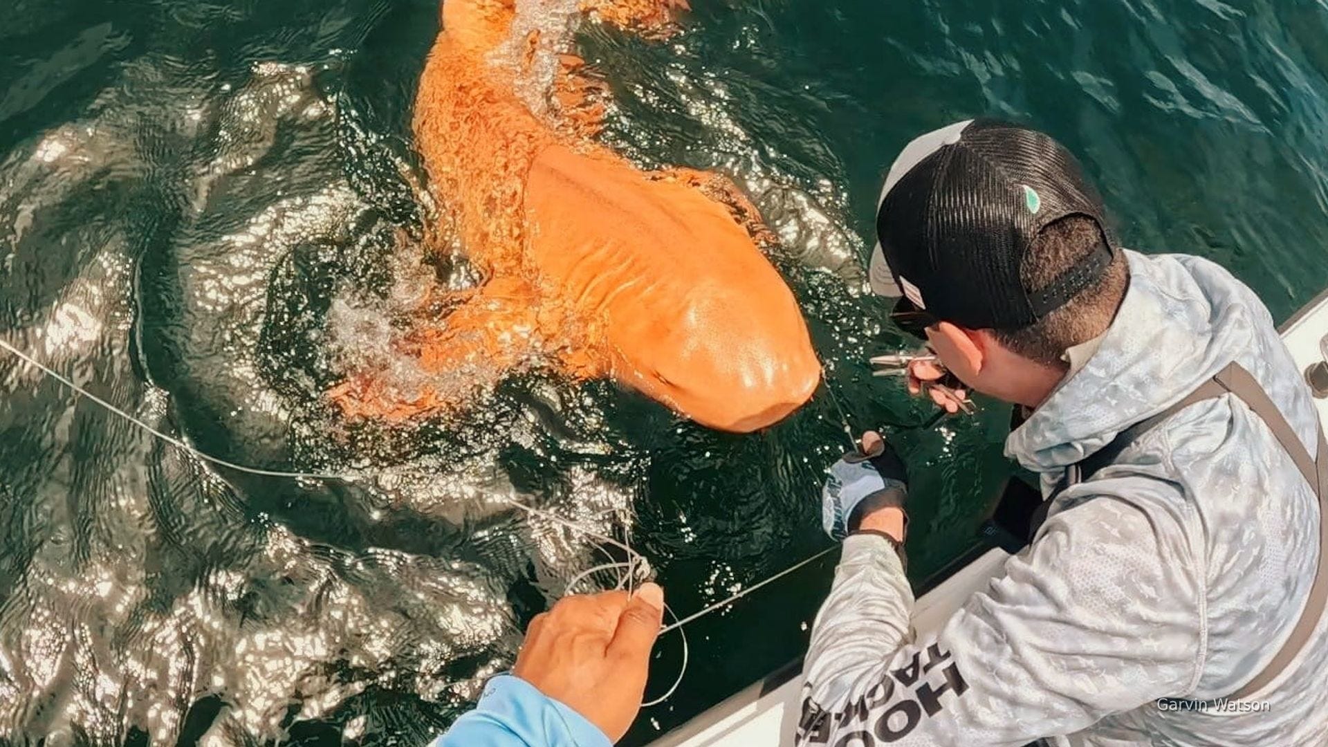 Watch first-ever orange shark be stuck via fisherman in Costa Rica