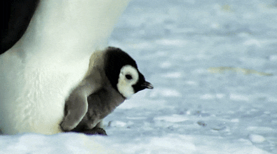 baby-penguin-walking-compressed.gif