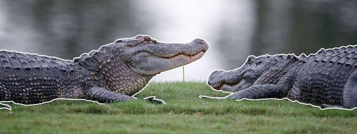Do American alligators attack humans? How to prevent rare encounters