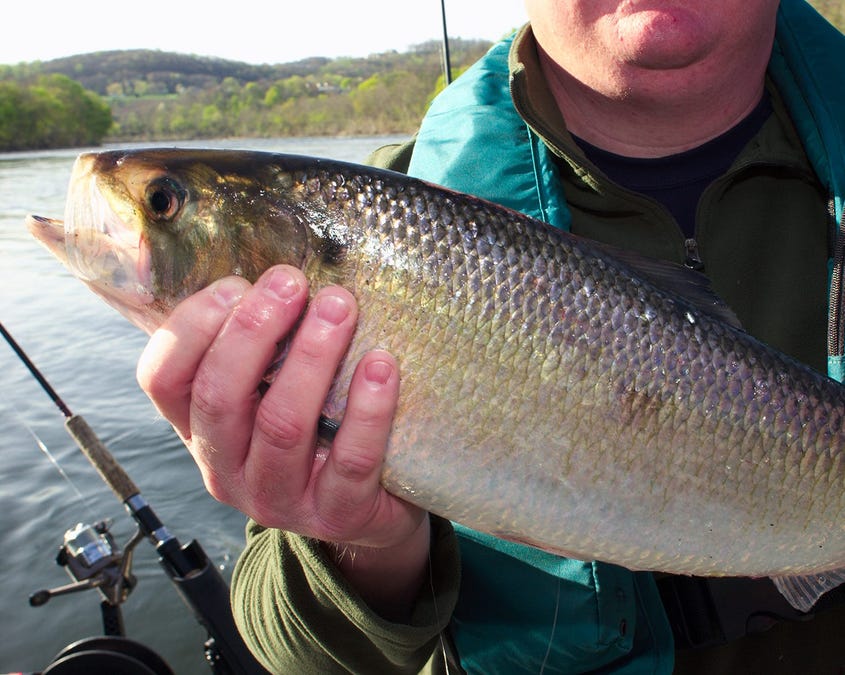 Fishes – LIFE IN THE LOWER SUSQUEHANNA RIVER WATERSHED