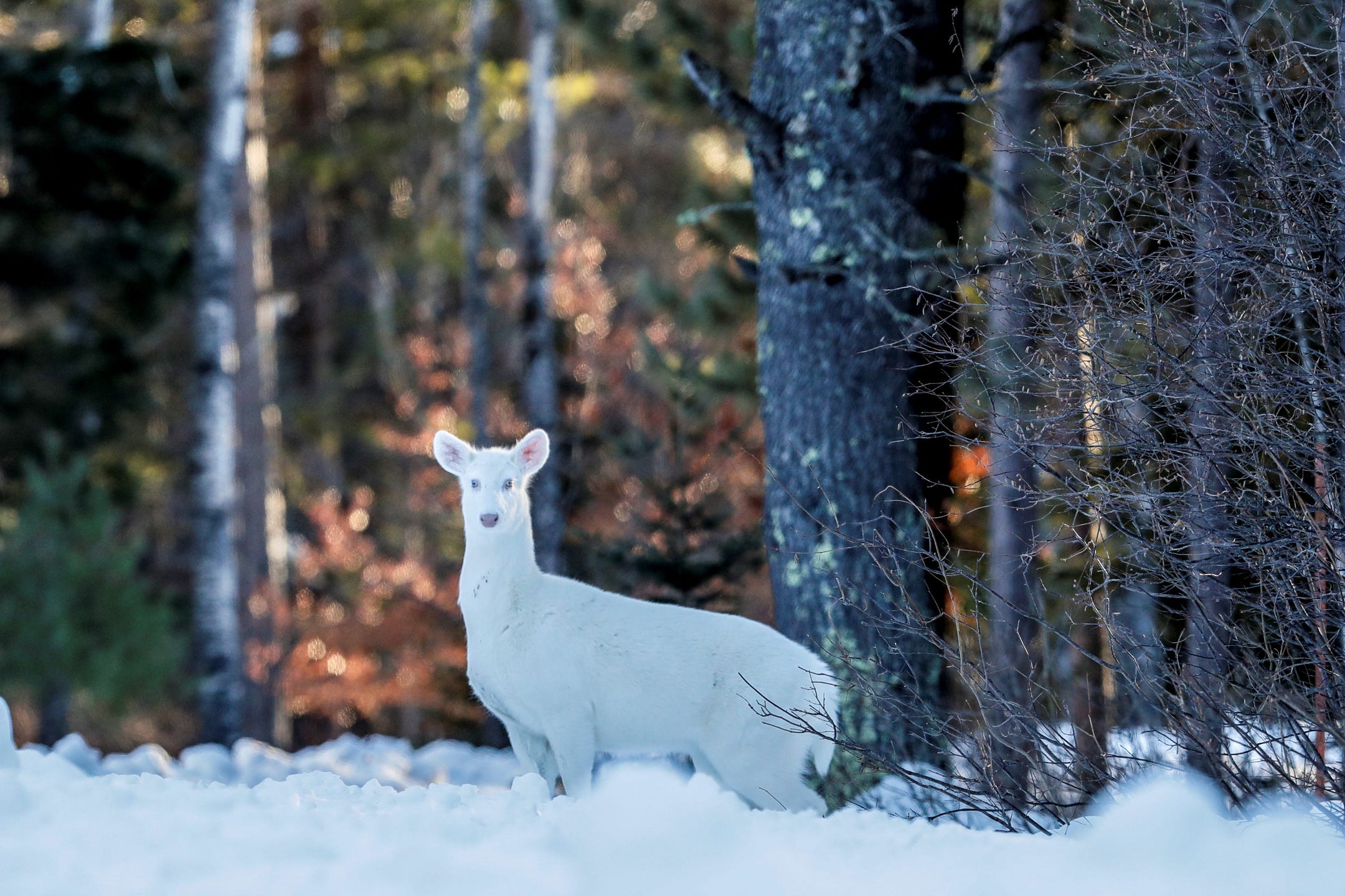 White deer in Wisconsin: Boulder Junction claims it has most albino deer