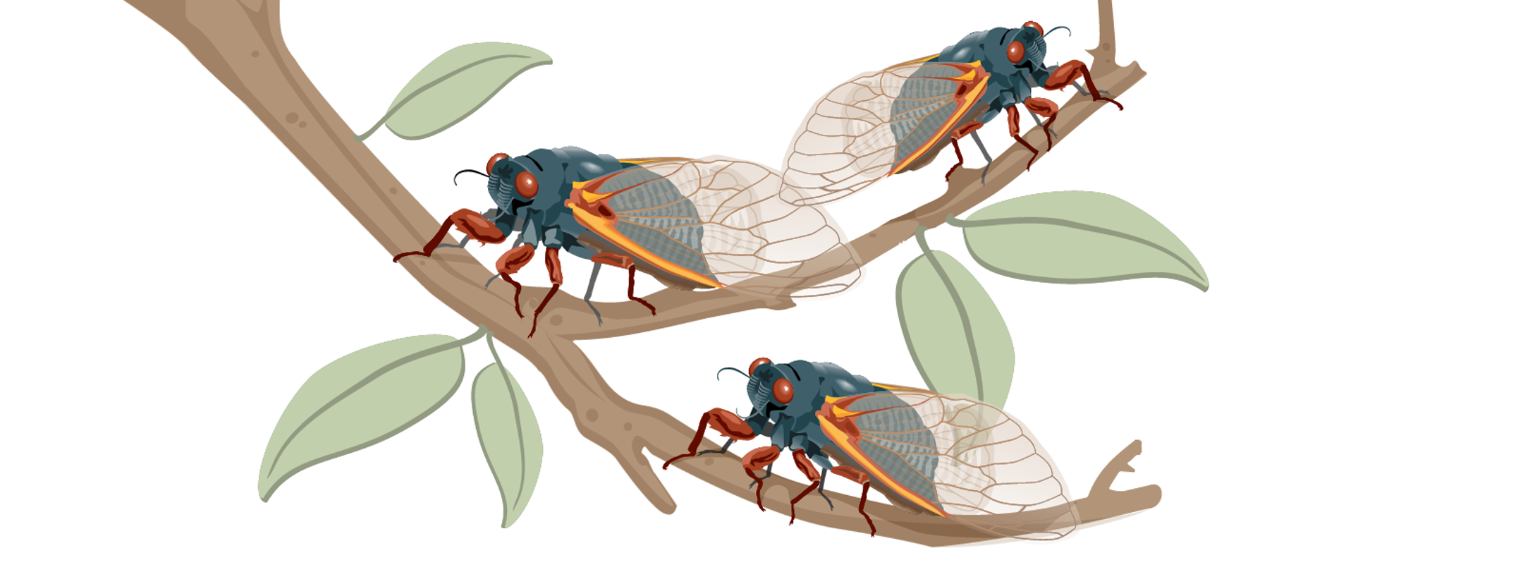 pic Brood X Cicadas 2021 Michigan Map when will cicadas emerge in 2021 how