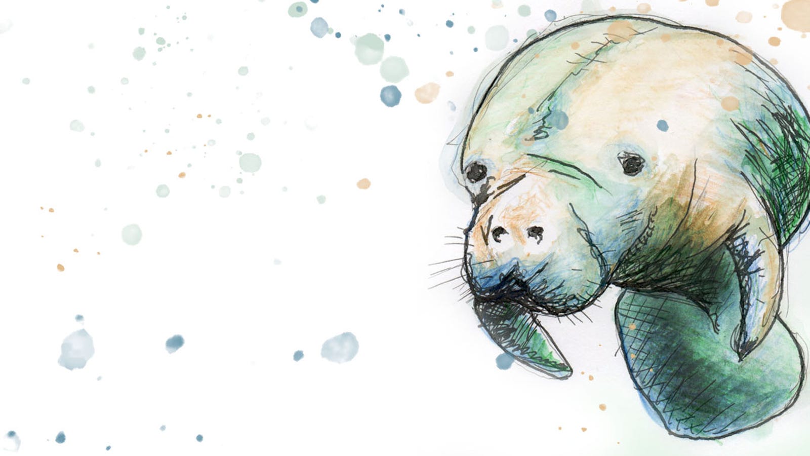 https://www.gannett-cdn.com/indepth-static-assets/uploads/master/5075411001/d55d2485-e01c-4465-a811-5eed86179fcb-manatee-fullscreen-topper2.jpg