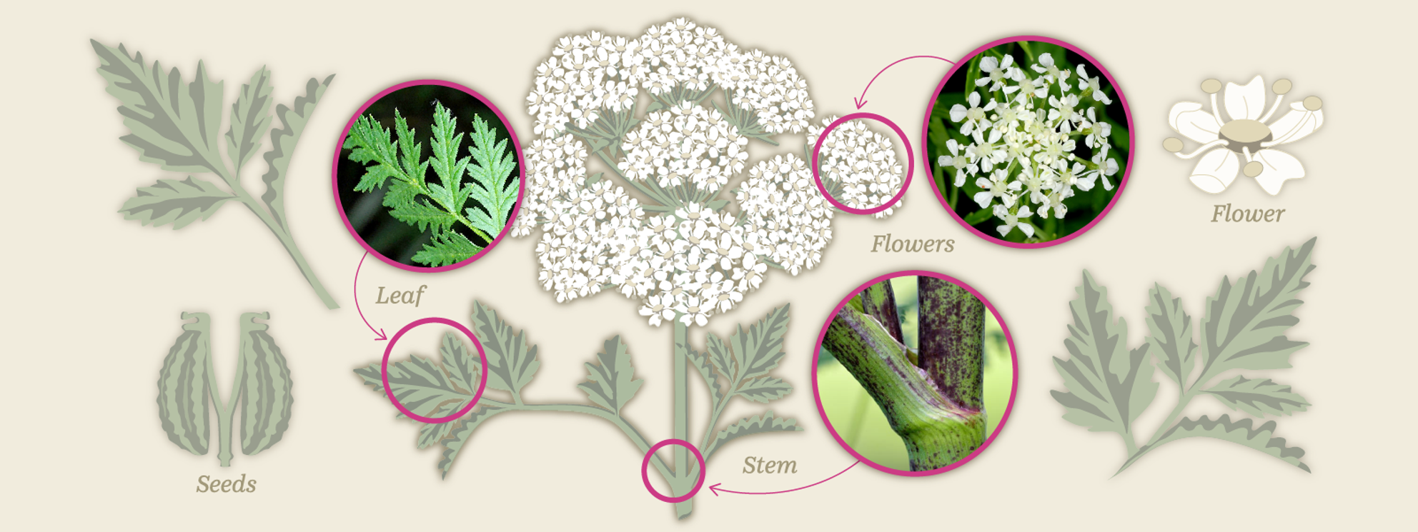Poison Hemlock Map USA