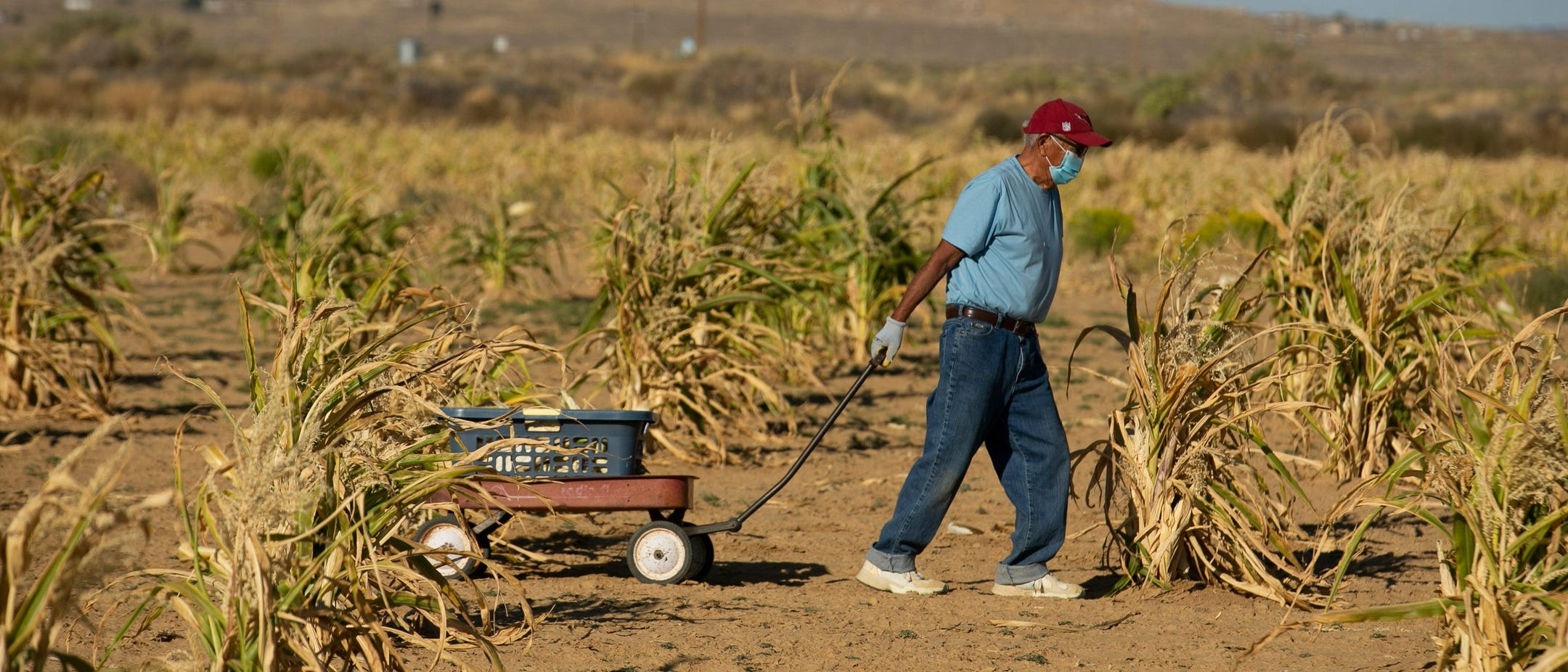 Harvest starts in a cloud of dust - Farm and Dairy