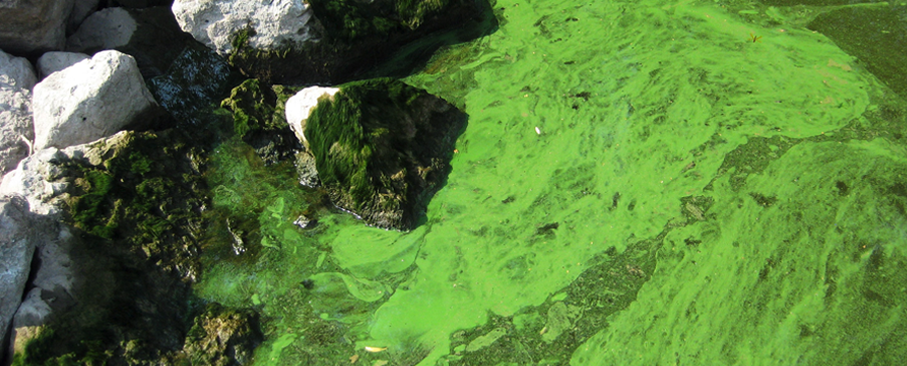 Heavier rains contribute to much of the fertilizer runoff poisoning the Gulf of Mexico.