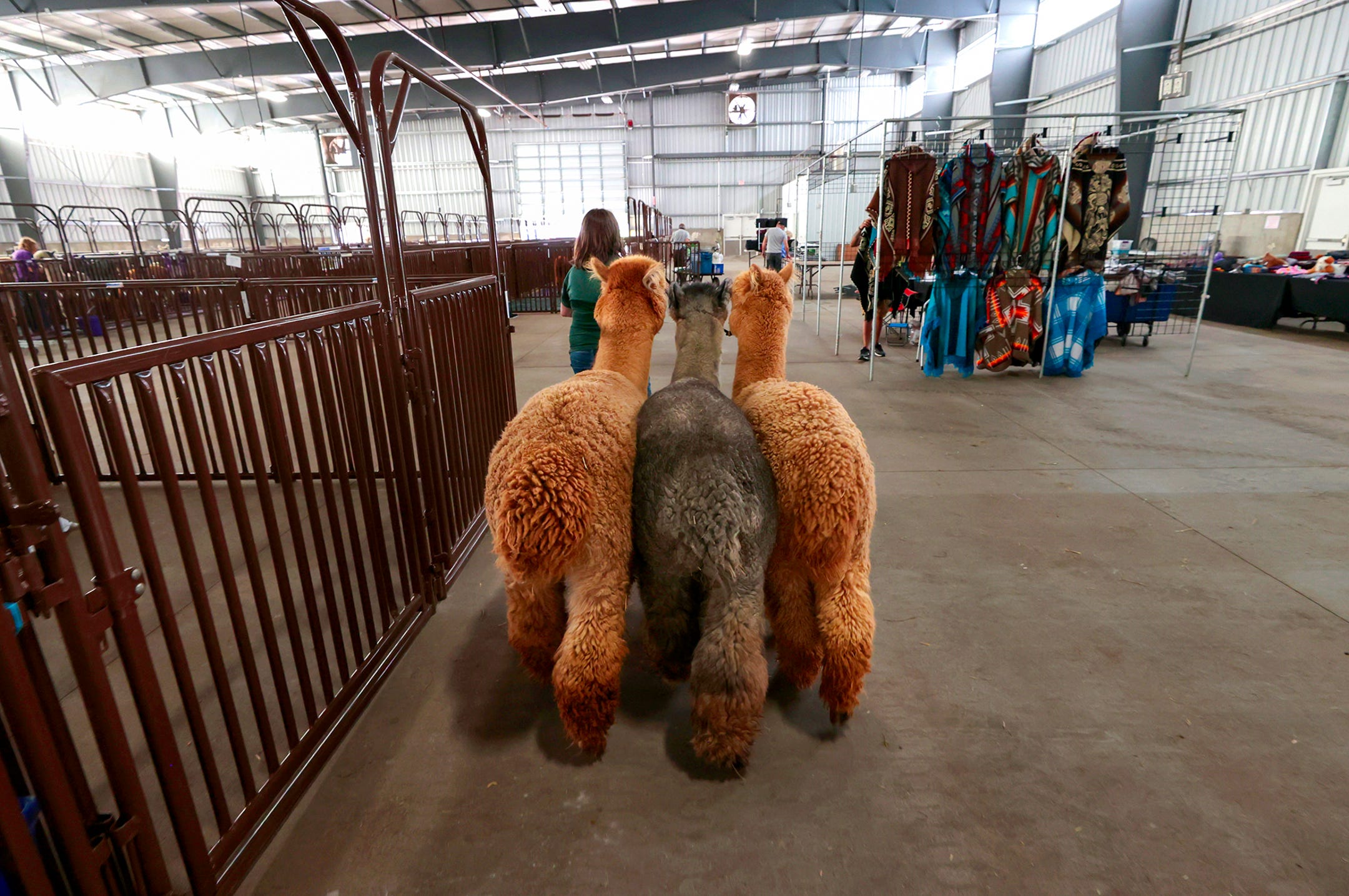 Llama Vs Alpaca Judging
