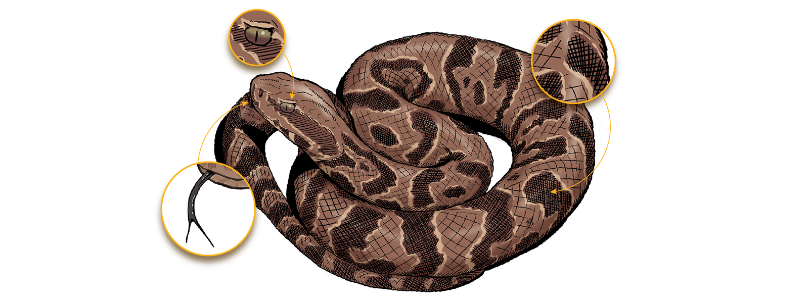 Eastern Hog-nosed Snake – Florida Snake ID Guide