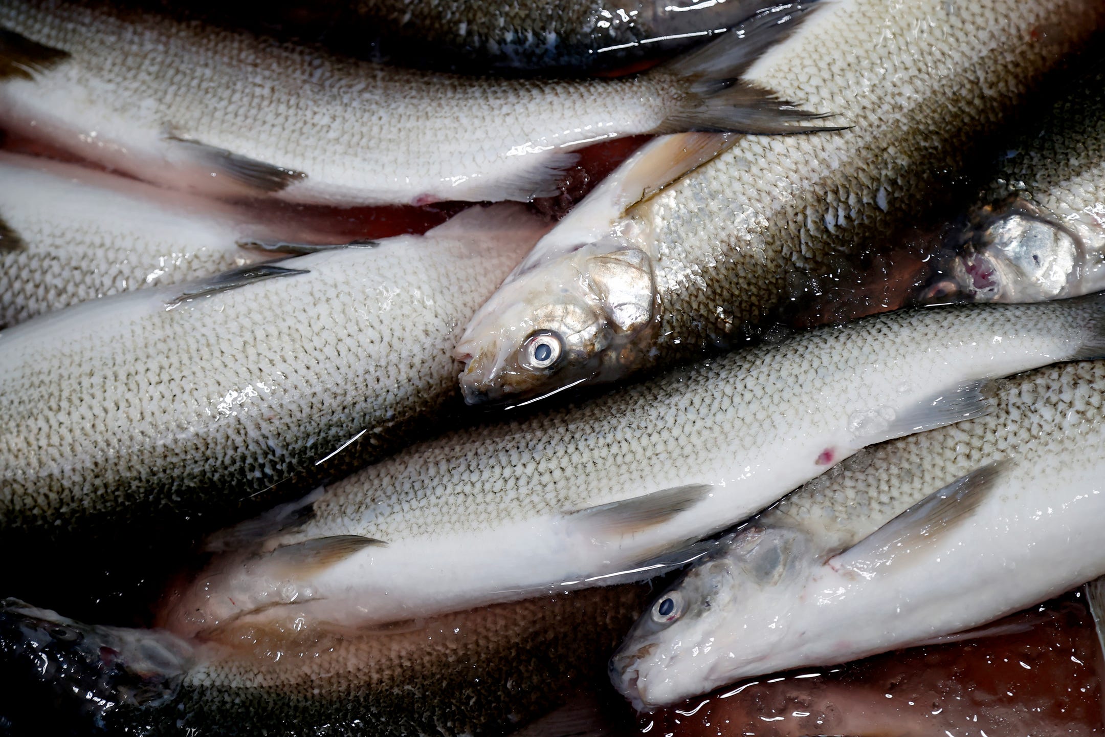 Great Lakes fish and fisheries suffer stress of warming climate