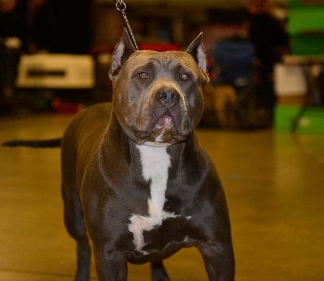 Bully dog drivers