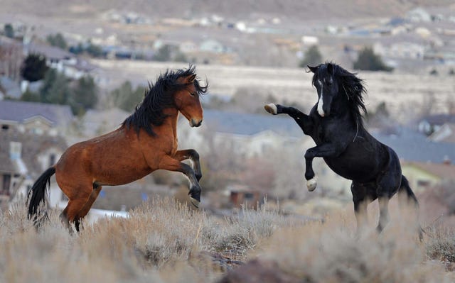 Pictures Of Wild Horses Roaming Northern Nevada
