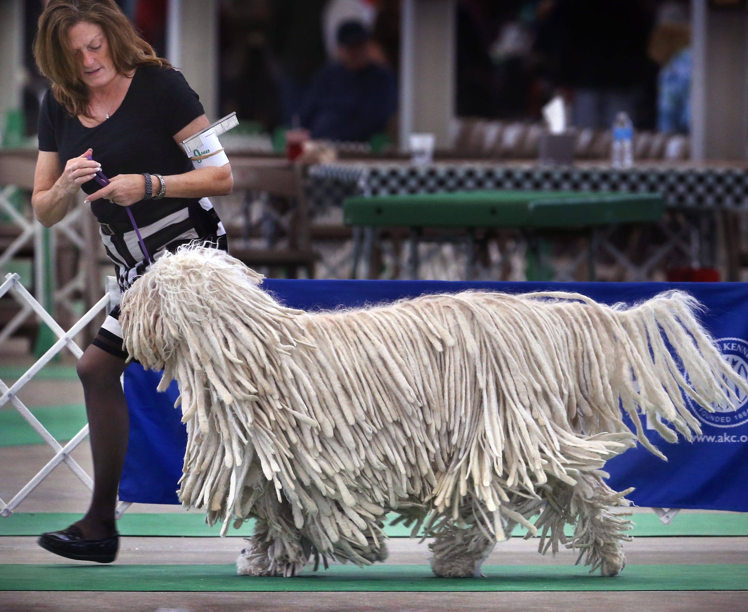 Indy Winter Classic Dog Show