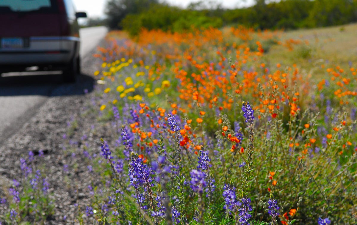 10 tips for Arizona spring planting season