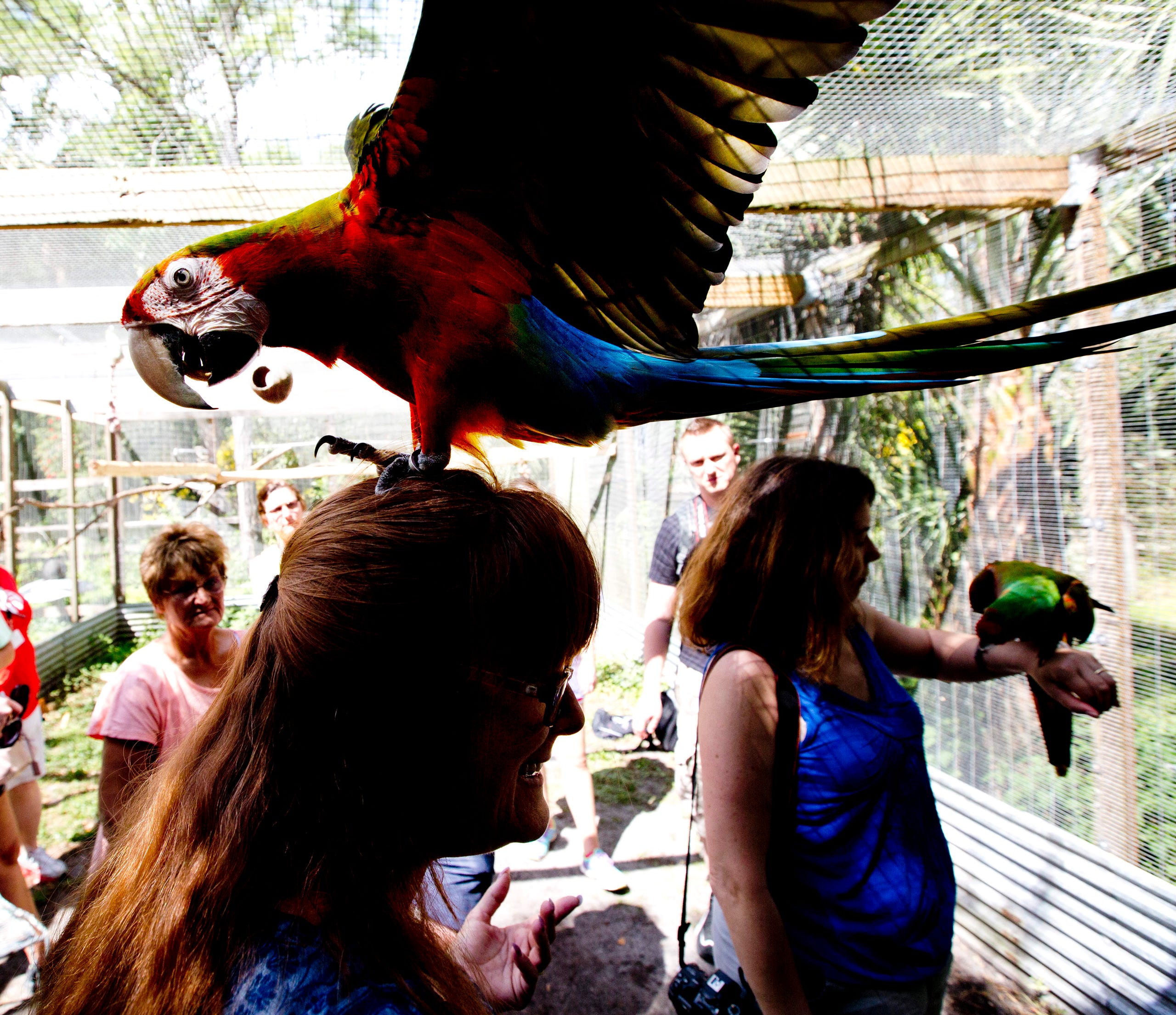 Bird Gardens Of Naples Offers Home To Unwanted Exotic Birds