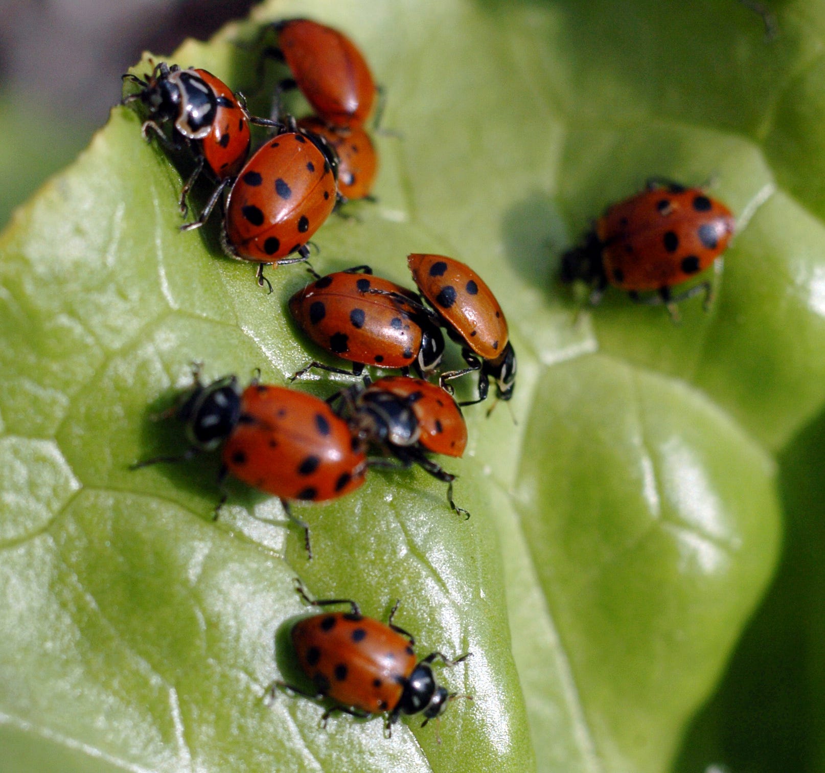 Las Vegas resort releases over 100,000 ladybugs to attack pests, reduce