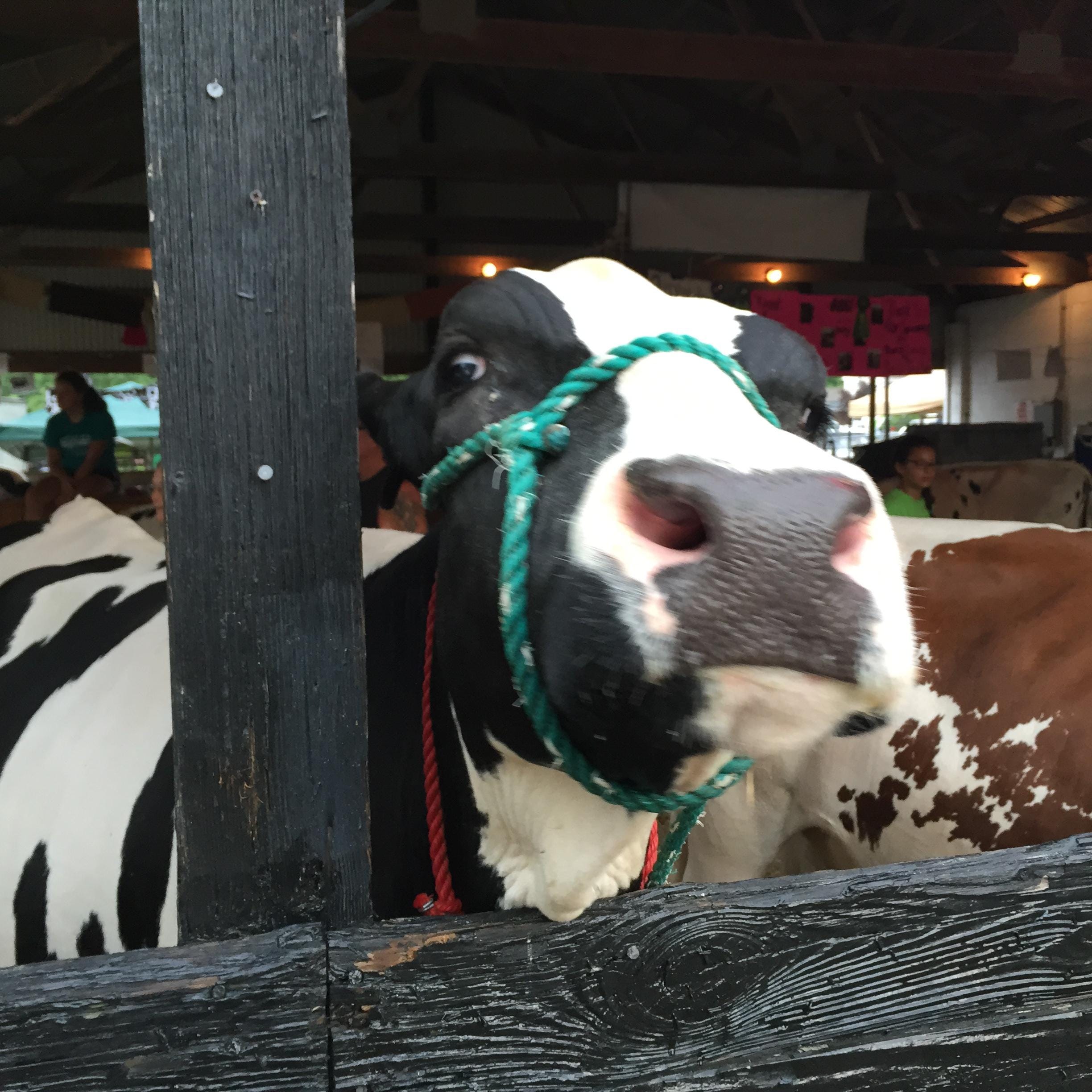 Clermont County Roundup: County Fair fun, a land battle, road and light improvements in Loveland