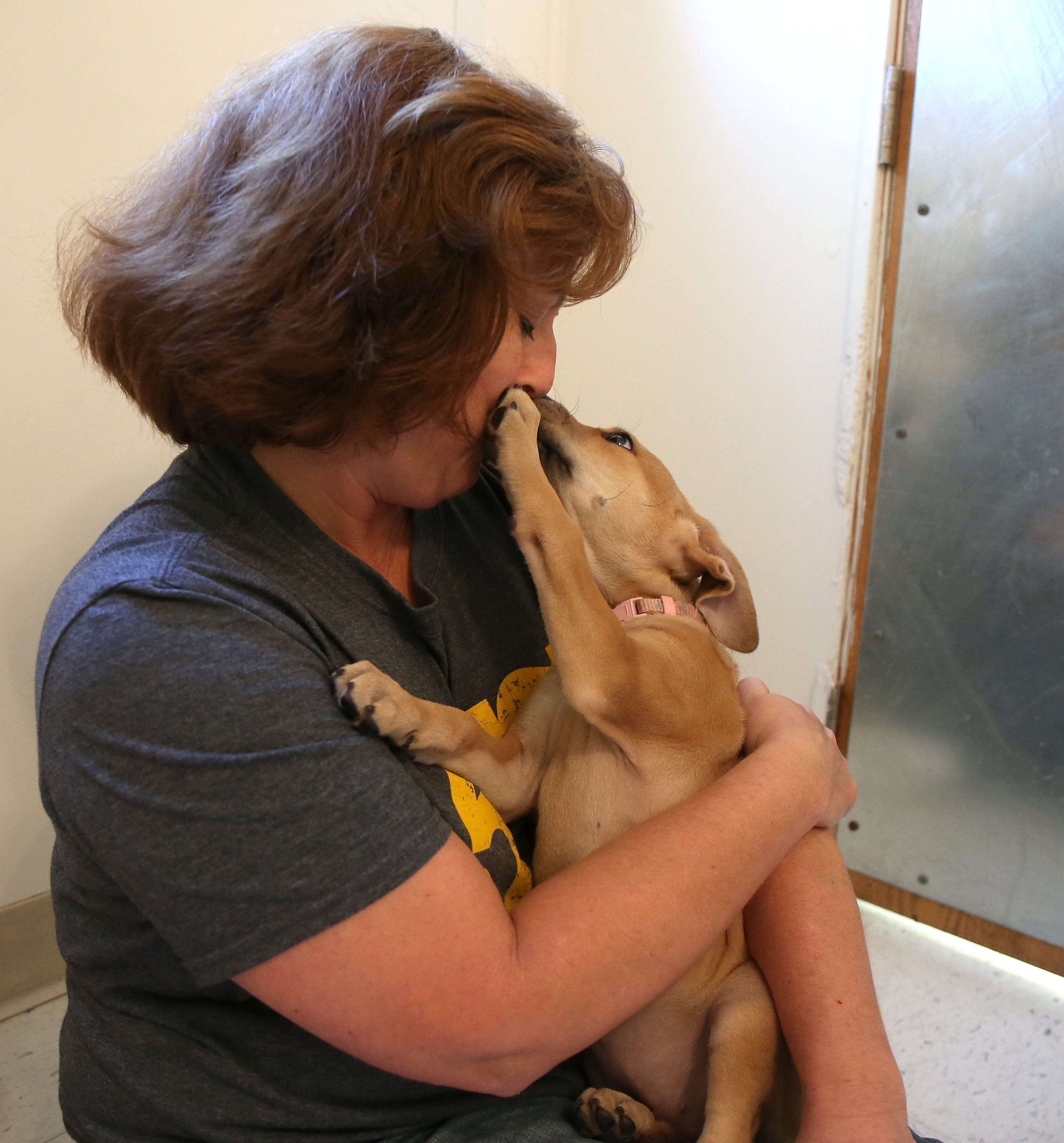 a heinz 57 dog rescue