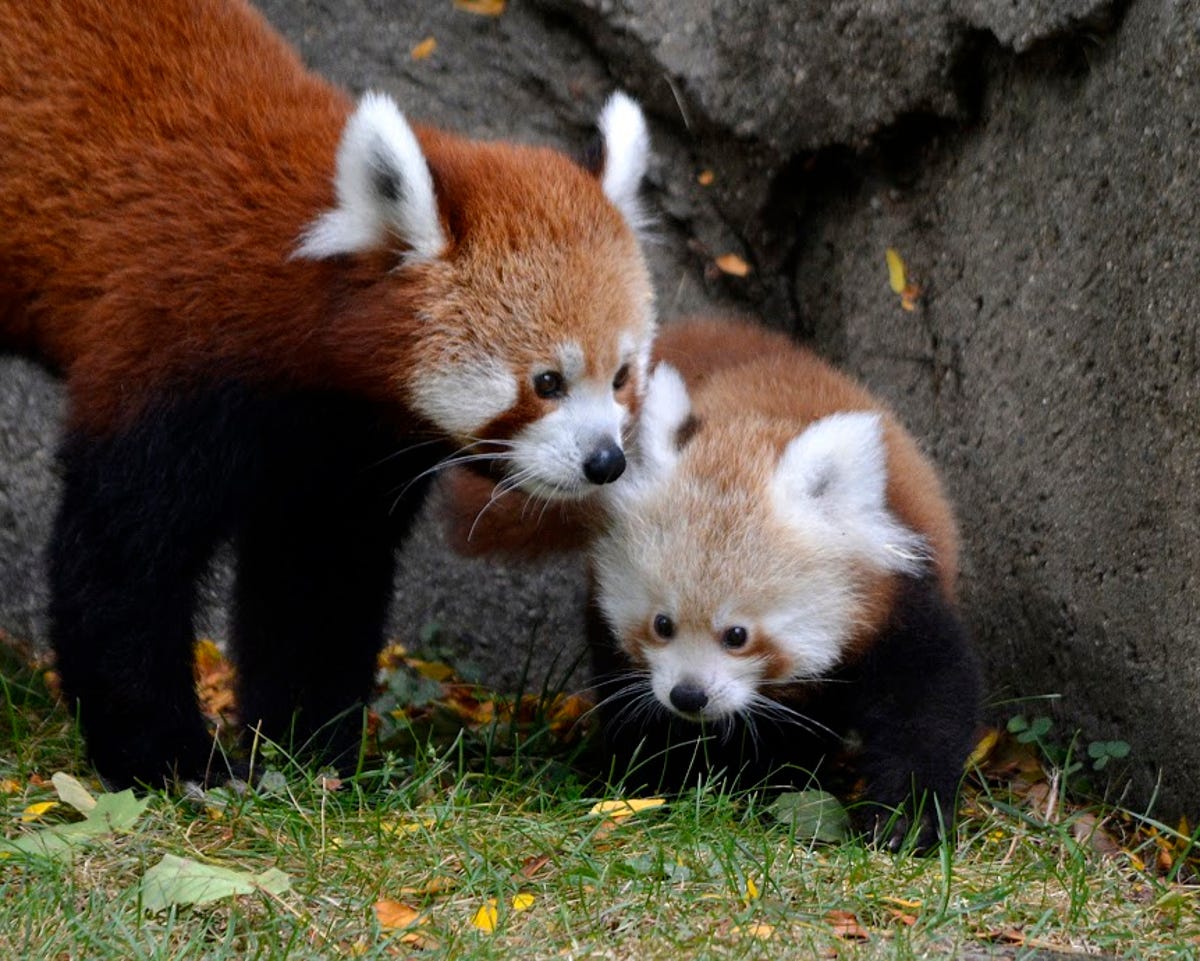 Baby Red Panda Makes Debut At Detroit Zoo