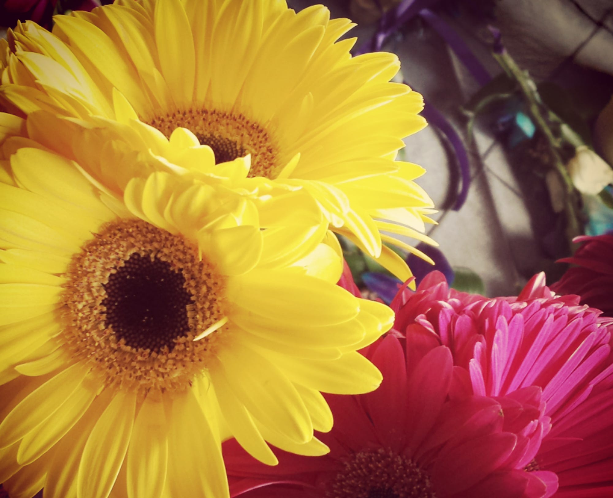 Royer S Flowers Gifts Loucks Road York Pa Best Flower Site