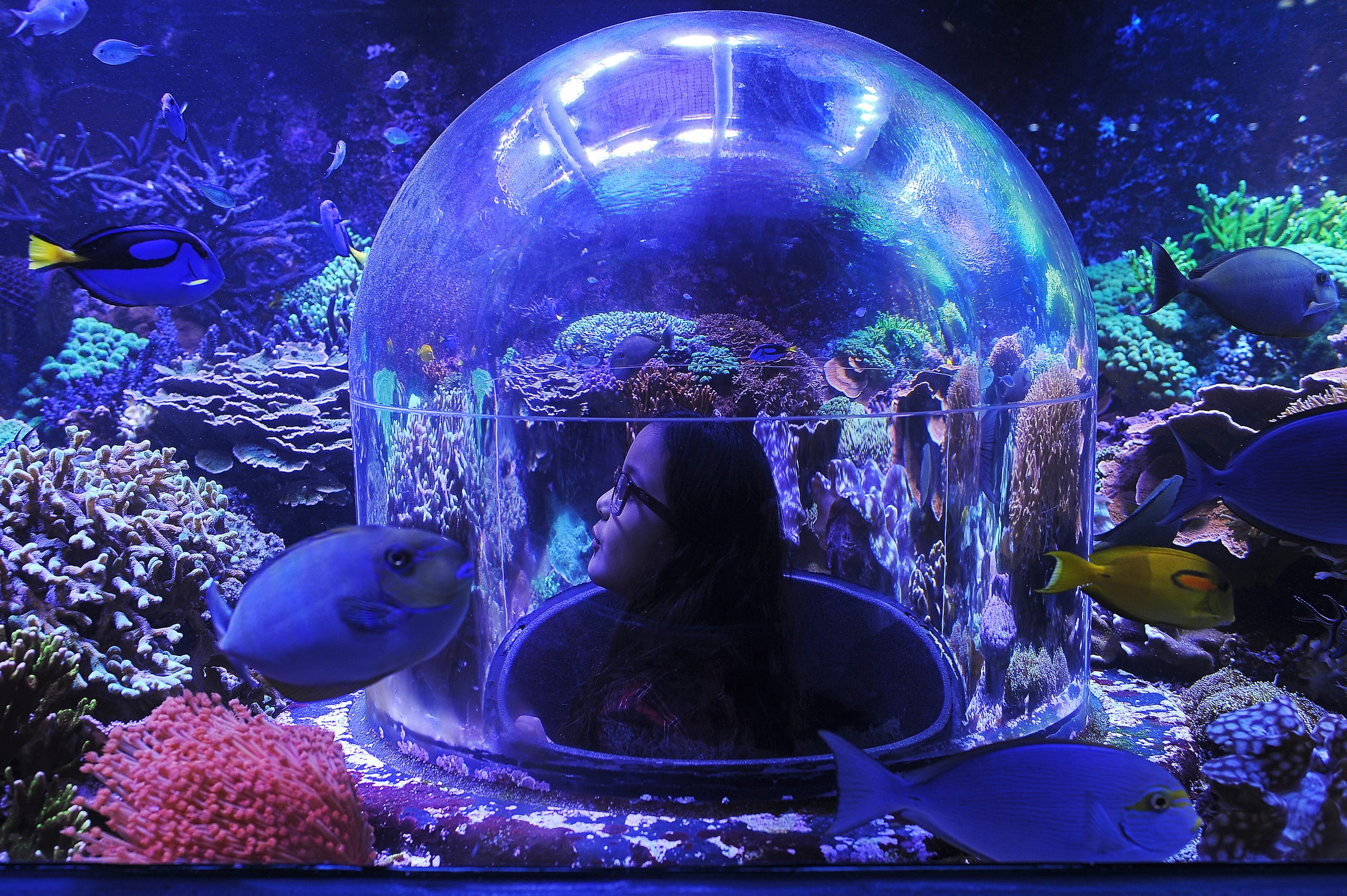 Saltwater aquarium fish jacksonville fl