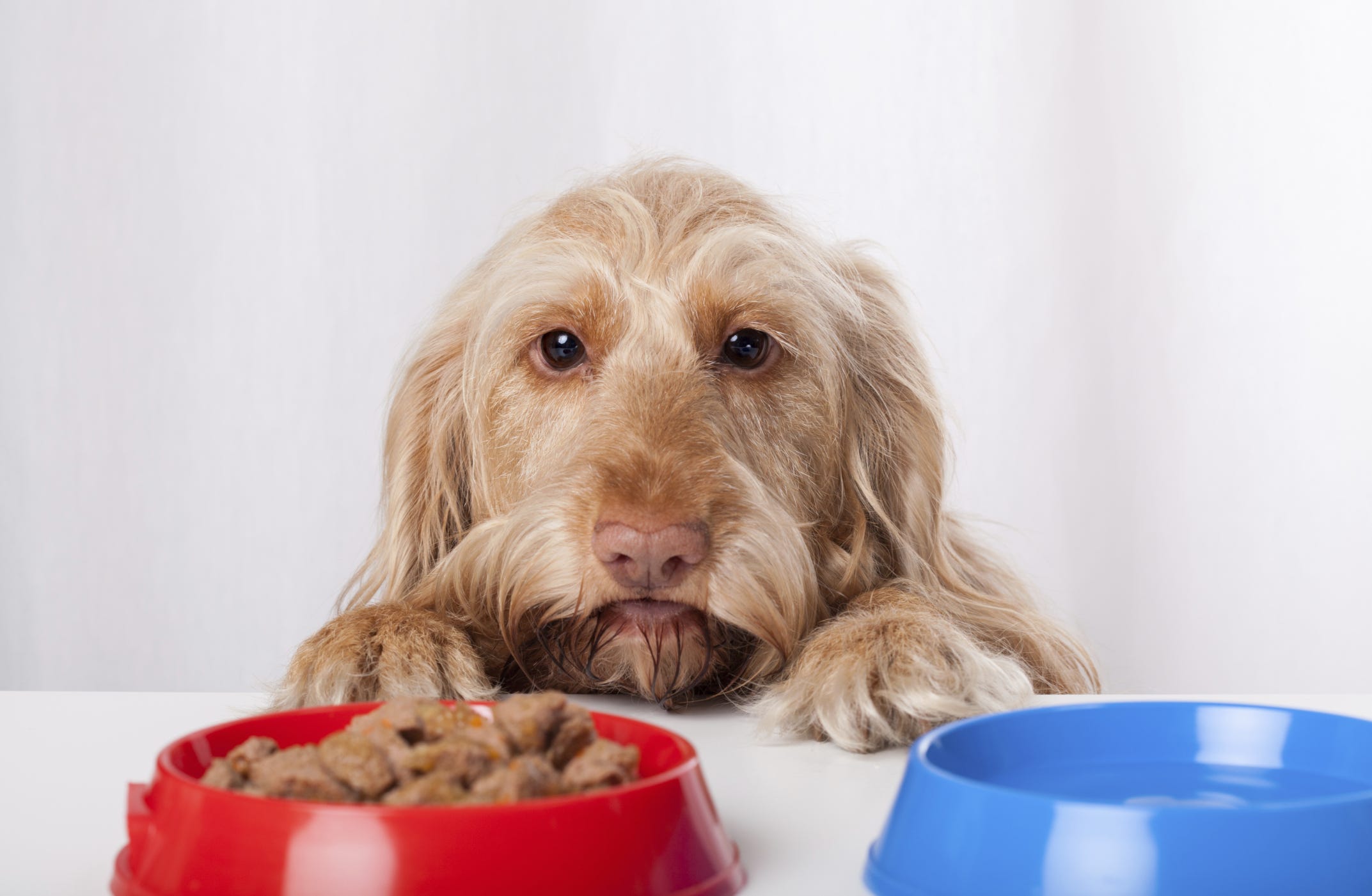Собака отказывается от еды и воды. Собака ждет еду. Потеря аппетита у животных. Специи для собак.