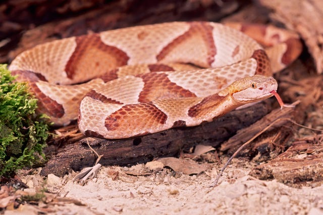 Venomous Snakes Of Tennessee Copperhead Rattlesnake And Cottonmouth Venomous Snakes Of Tennessee Copperhead Rattlesnake And Cottonmouth