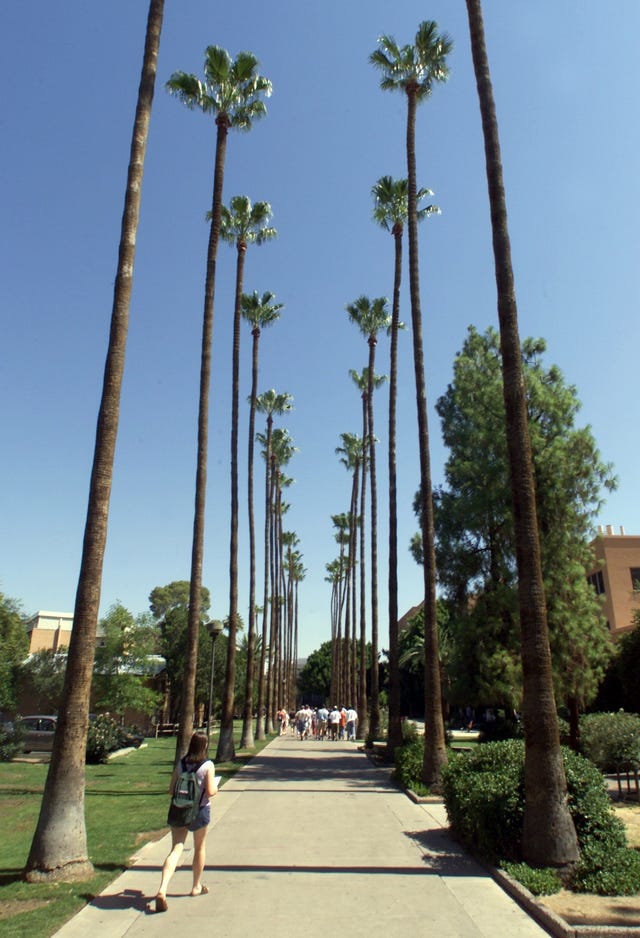 Palm Trees Of Arizona