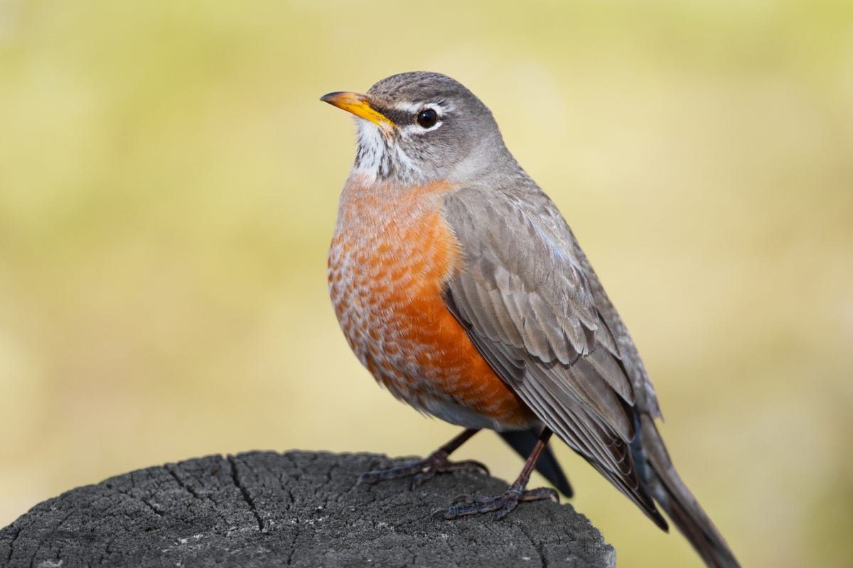A Guide To The Birds Of Paradise Land Birds