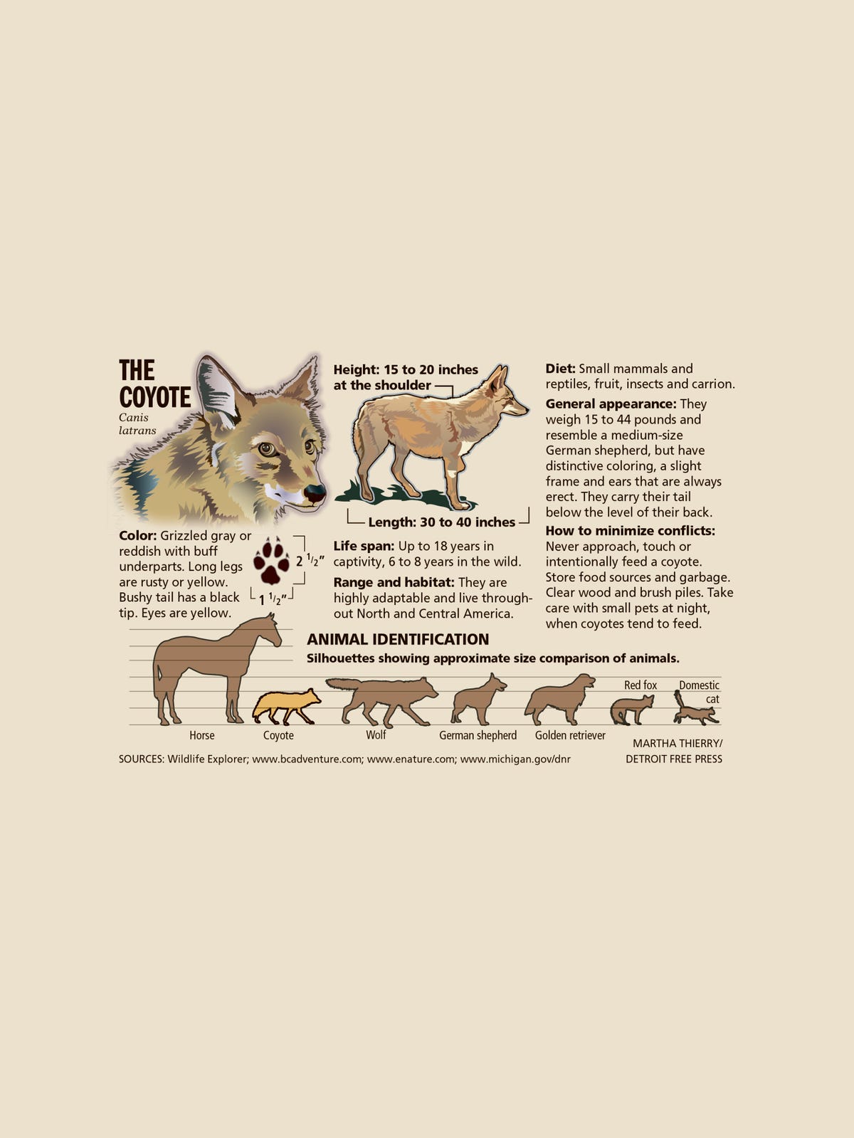 State Approves Year Round Coyote Hunt In Michigan