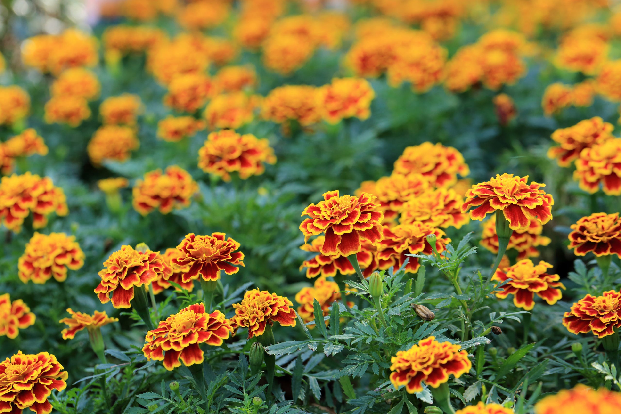 9 Plants For Your Garden That Repel Mosquitoes