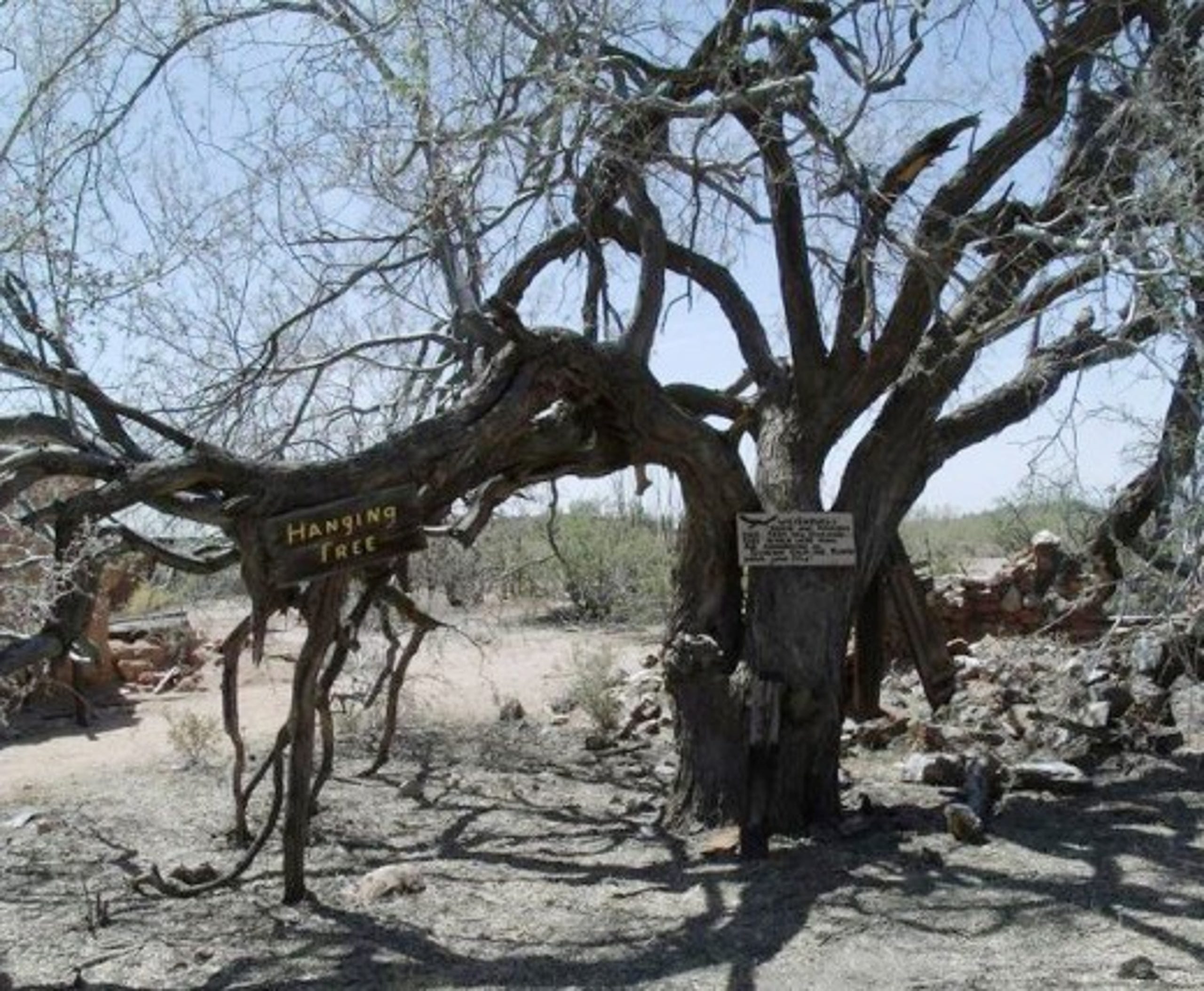 Vulture Mine hanging tree