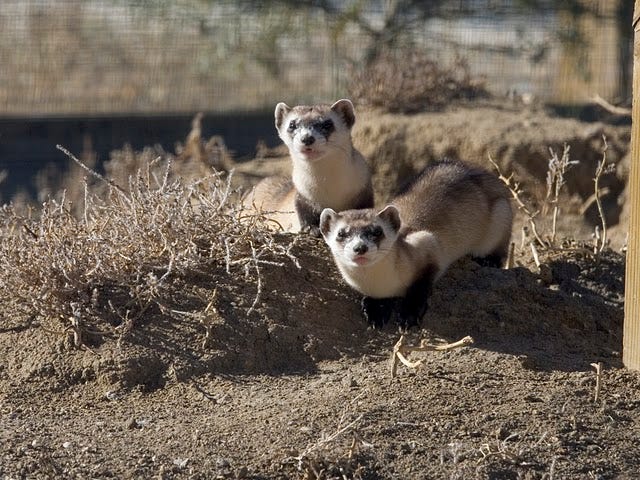 A pair of black-footed ferrets at the National Black-footed Ferret Conservation Center in Colorado.