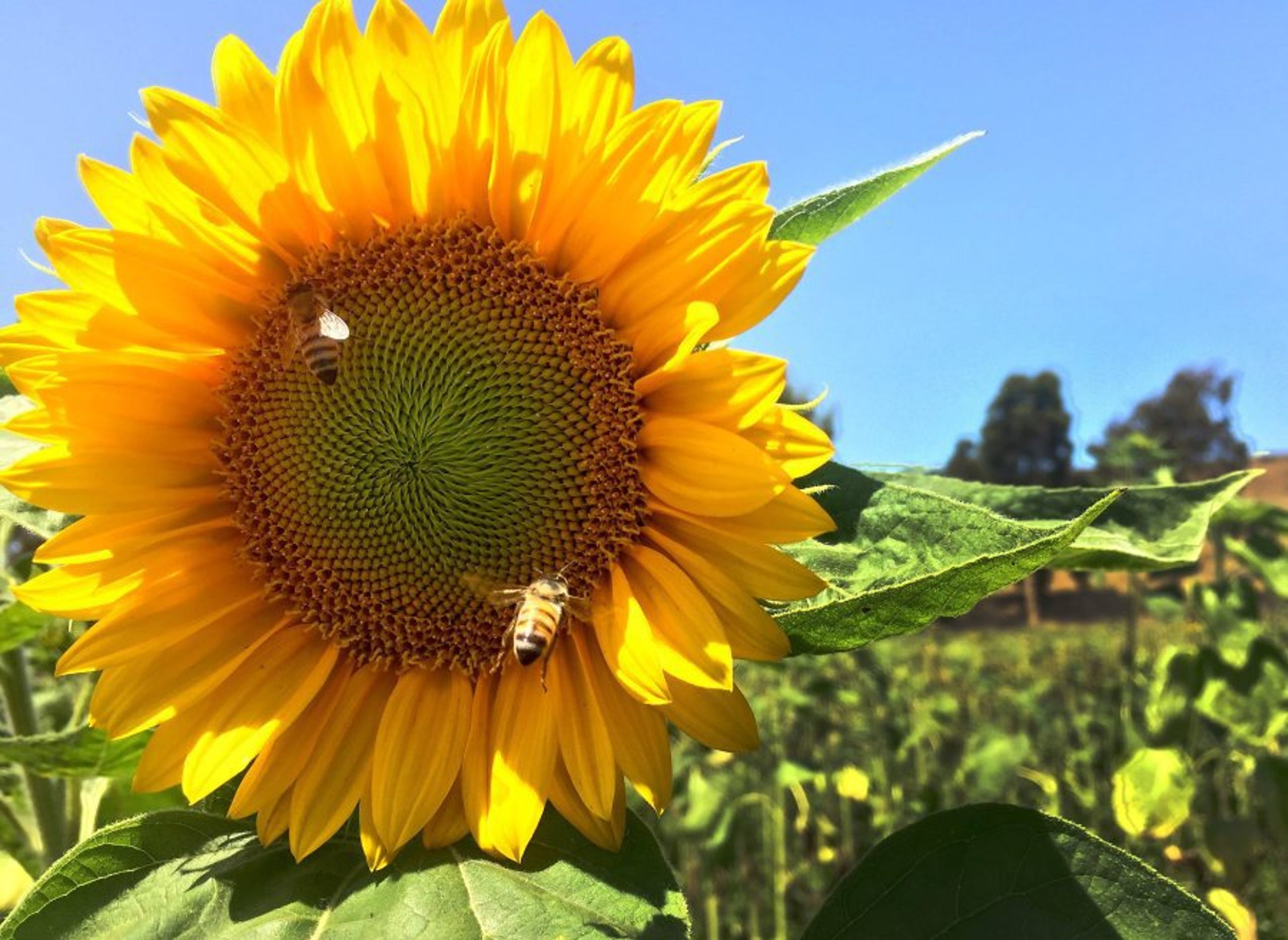 Gallery Harvesting Sunflowers On A Sunny Summer Day