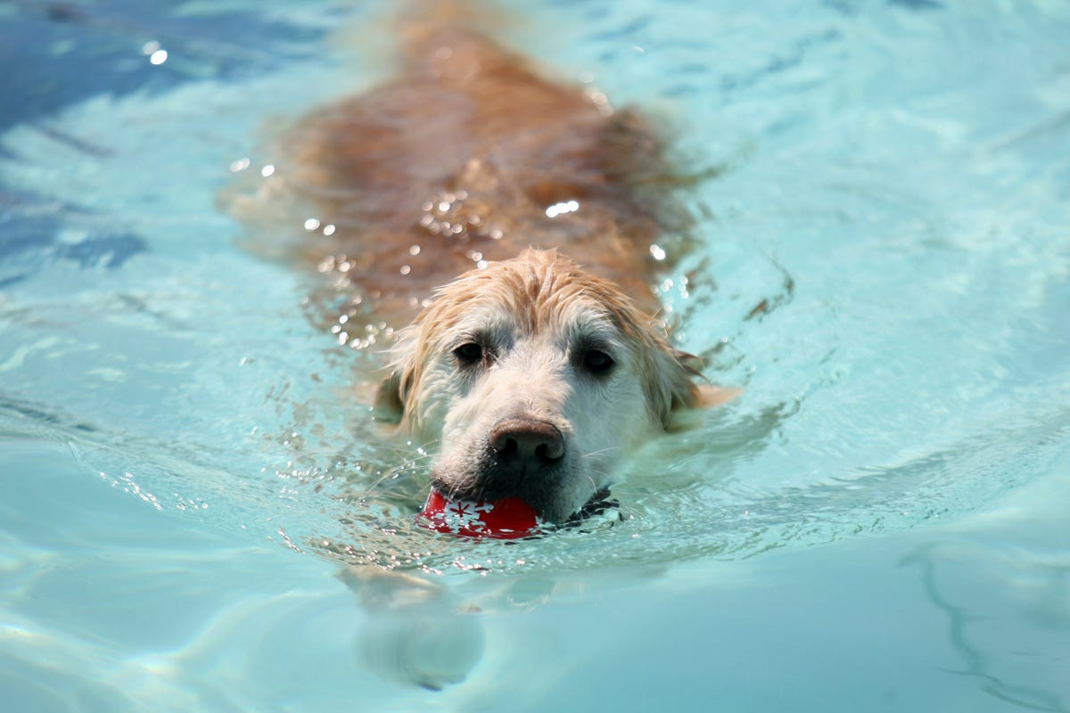 Pooch Plunge Among Dog Swim Events In Metro Detroit