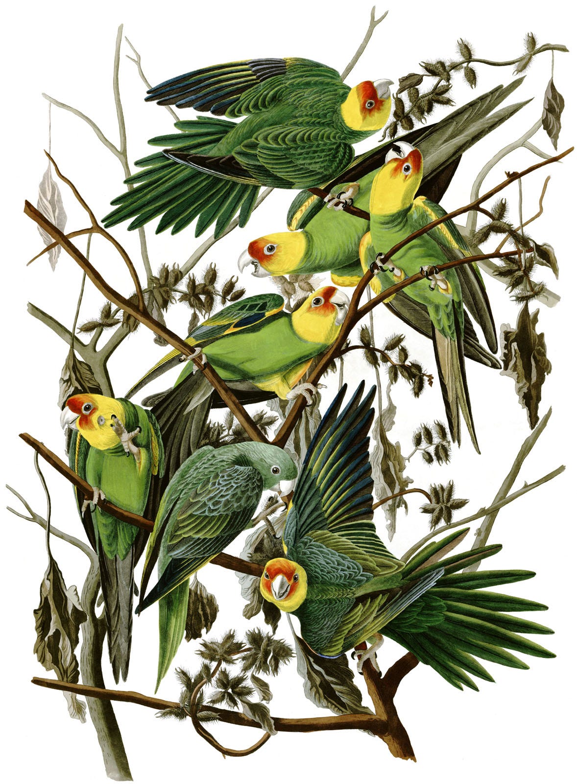 The last Carolina parakeet ever, lost in memory and now just lost